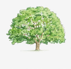 Images Dated 15th May 2017: Illustration of Quercus robur (English Oak) tree