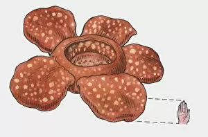 Images Dated 26th October 2009: Illustration of Rafflesia arnoldii flower compared to size of human hand