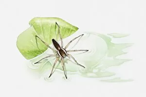 Images Dated 20th May 2010: Illustration of a Raft spider (Dolomedes fimbriatus) on a leaf floating in a pond