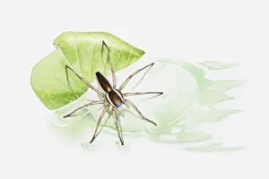 Pond Life Prints: Illustration of a Raft spider (Dolomedes fimbriatus) on a leaf floating in a pond