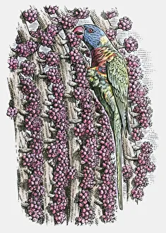 Images Dated 20th November 2009: Illustration of Rainbow Lorikeet, (Trichoglossus haematodus) feeding on fruit