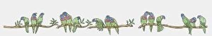 Images Dated 23rd November 2009: Illustration of Rainbow Lorikeets (Trichoglossus haematodus) perching branches