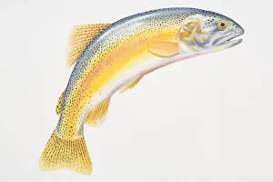 Trout Prints: Illustration, Rainbow Trout (Oncorhynchus mykiss) with its tail curved downwards