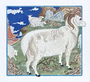 The Zodiac Prints: Illustration Ram in a Flock of Sheep, representing Chinese Year Of The Ram