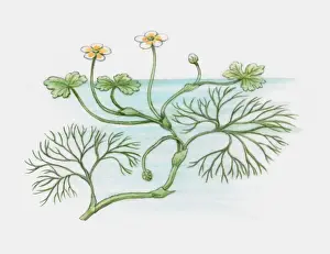 Illustration of Ranunculus peltatus (Pond Water-crowfoot), with yellow and white flowers and floatin