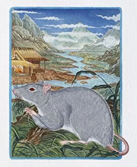 Images Dated 25th August 2009: Illustration of Rat in the Field, representing Chinese Year Of The Rat