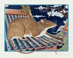 Animal Representation Collection: Illustration of Rat on the Roof, representing Chinese Year Of The Rat