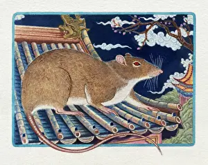 Astrology Prints: Illustration of Rat on the Roof, representing Chinese Year Of The Rat