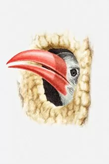 Illustration of a Red-billed hornbill (Tockus erythrorhynchus) peeking out of tree hole