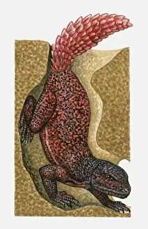 Illustration of red and black spotted Lizard (Agama) in burrow