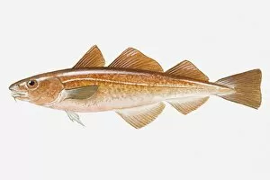 Images Dated 1st May 2008: Illustration of Red Cod (Pseudophycis) fish