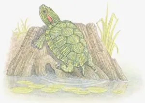 Riverbank Prints: Illustration of Red-Eared Slider (Trachemys scripta elegans)
