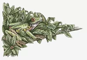 Images Dated 10th November 2009: Illustration of Red-eyed Tree Frog (Agalychnis callidryas) camouflaged in leaves on branch