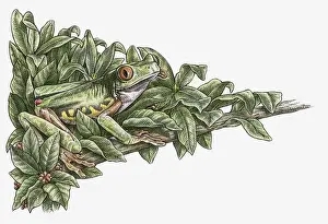 Illustration of Red-eyed Tree Frog (Agalychnis callidryas) camouflaged in leaves on branch