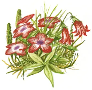 Tundra Prints: Illustration of red flowers with green leaves able to withstand cold tundra and mountain weather
