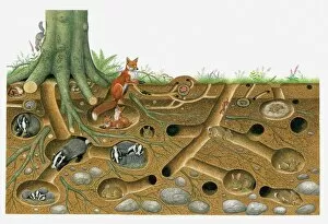 Animal Behaviour Gallery: Illustration of Red Fox and European Badger living and breeding in burrow system with stoat