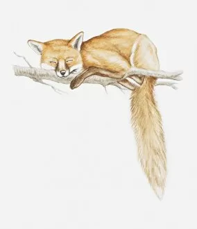 Illustration of a Red fox (Vulpes vulpes) asleep on a tree branch