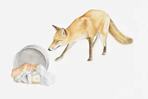 Illustration of a Red fox (Vulpes vulpes) scavenging for food around bin
