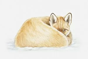 Illustration of a Red fox (Vulps vulpes) lying down curled up, looking