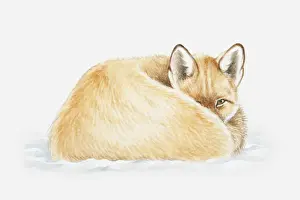 Curled Up Prints: Illustration of a Red fox (Vulps vulpes) lying down curled up, looking