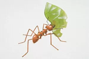 Images Dated 12th September 2006: Illustration, red Leafcutter Ant (Atta sp.) carrying partially eaten leaf in its mouth, side view