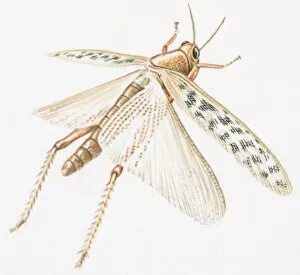 Images Dated 2nd September 2008: Illustration of Red Locust (Nomadracis septemfasciata) with spread wings