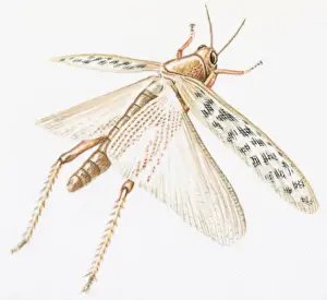 Illustration of Red Locust (Nomadracis septemfasciata) with spread wings