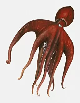 Illustration of red octopus