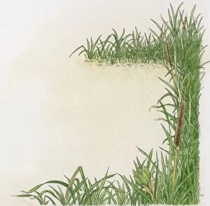 Illustration of Reedmace (Typha species) growing at the edge of water