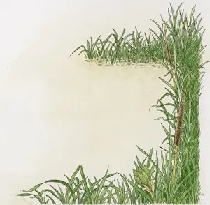 Reed Grass Family Prints: Illustration of Reedmace (Typha species) growing at the edge of water