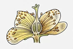 Illustration of reproductive structure of a flower