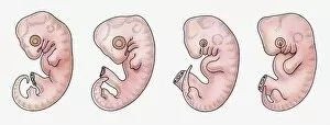 Fragility Gallery: Illustration of reptile, bird, rabbit and human embryos in early stage of development