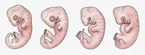 In A Row Prints: Illustration of reptile, bird, rabbit and human embryos in early stage of development