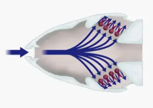 Respiratory System Prints: Illustration of respiratory system of a fish with gill filaments (lamellae) highlighted in red
