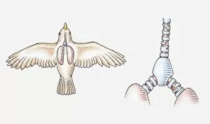 Illustration of the respiratory system of a songbird, and its trachea, syrinx and lungs