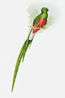 Illustration of a Resplendent quetzal (Pharomachrus mocinno) showing off its long tail
