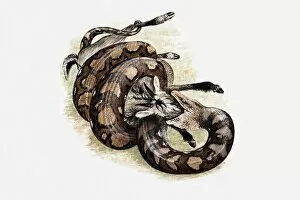 Images Dated 21st May 2010: Illustration of Reticulated python (Python reticulatus) killing a goat