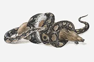 Killing Prints: Illustration of a Reticulated python (Python reticulatus) coiled around a wild pig
