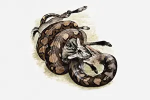 Biting Prints: Illustration of Reticulated python (Python reticulatus) killing a goat