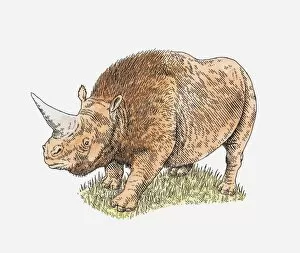 Images Dated 5th May 2011: Illustration of a rhinoceros