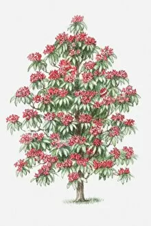 Illustration of Rhododendron shrub bearing red flowers