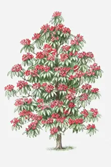 Rhododendron Prints: Illustration of Rhododendron shrub bearing red flowers