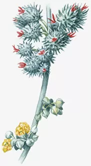 Images Dated 4th November 2008: Illustration of Ricinus communis (Castor Oil Plant), with red and yellow flowers and green leaves
