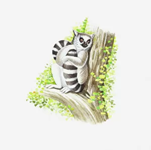 Images Dated 6th May 2011: Illustration of Ring-tailed Lemur (Lemur catta) holding tail as it sits on branch of tree