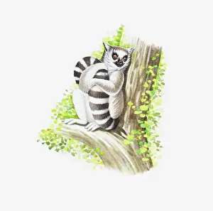 Hold Prints: Illustration of Ring-tailed Lemur (Lemur catta) holding tail as it sits on branch of tree