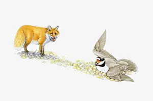 Pebble Prints: Illustration of Ringed Plover flapping wings to protect eggs as Red Fox stands nearby