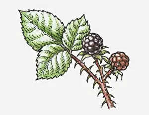 Spiked Prints: Illustration of ripe and unripe Rubus (Blackberry) on spiked stem with green leaves