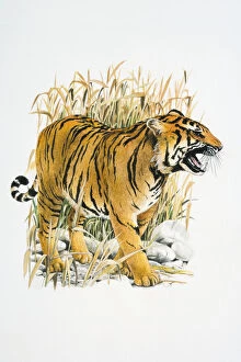 Illustration of roaring Tiger (Panthera tigris) in reeds