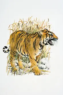 Panthera Tigris Prints: Illustration of roaring Tiger (Panthera tigris) in reeds