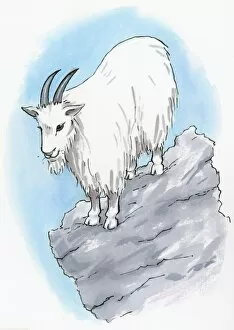 Images Dated 2nd September 2008: Illustration of Rocky Mountain Goat (Oreamnos americanus) standing on rock